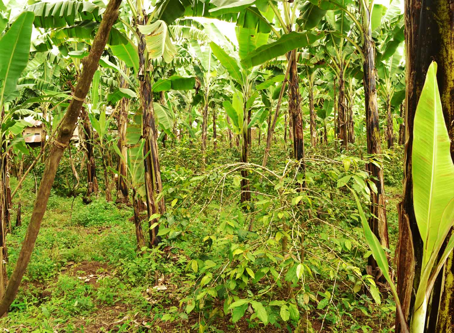 Banana Forest