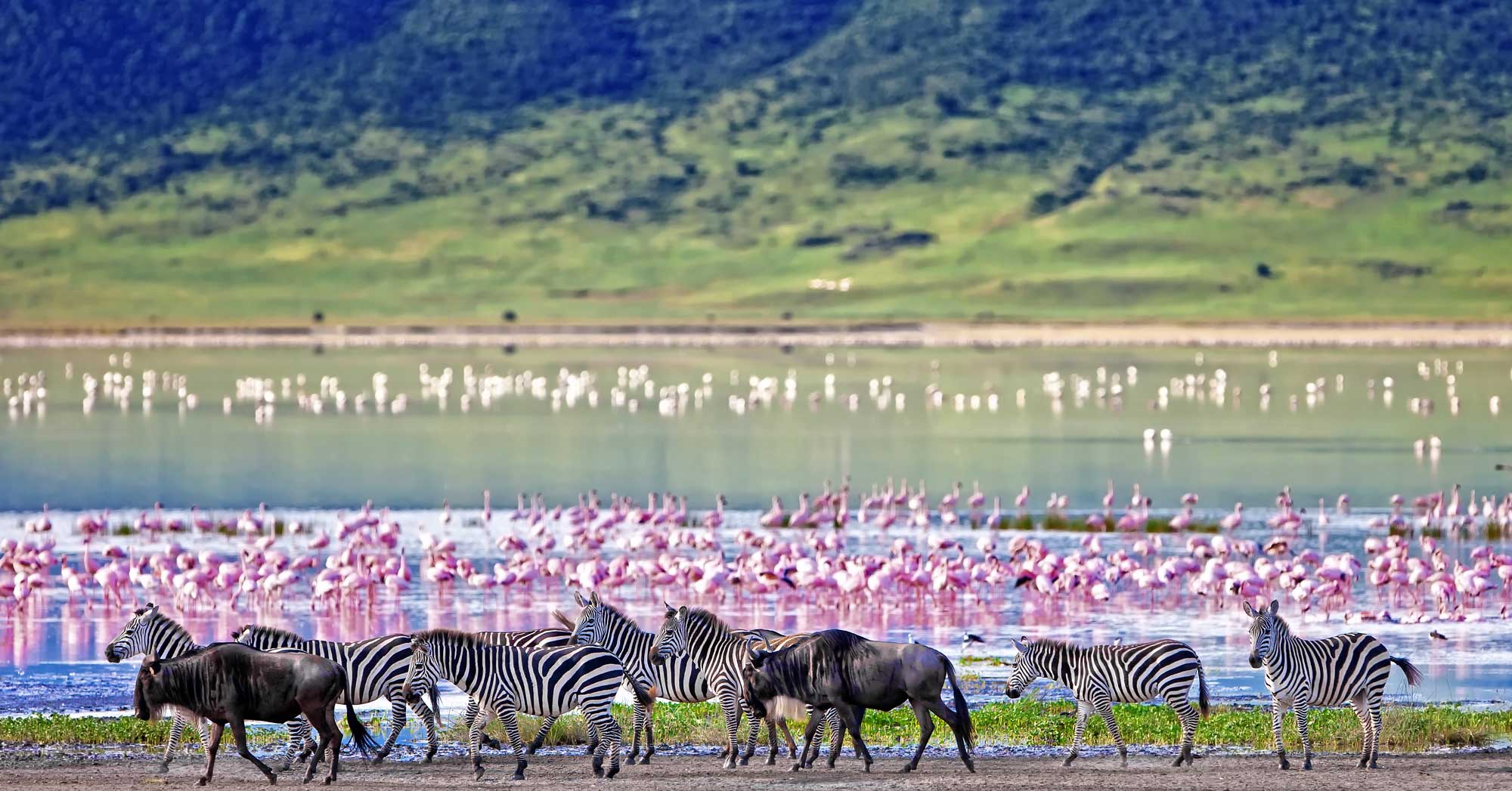 Ngorongoro Animals